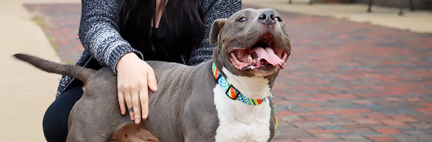 A grey and white dog is standing on a brick road wagging his tail and 'smiling'. A female is crouched behind the dog, hugging him.