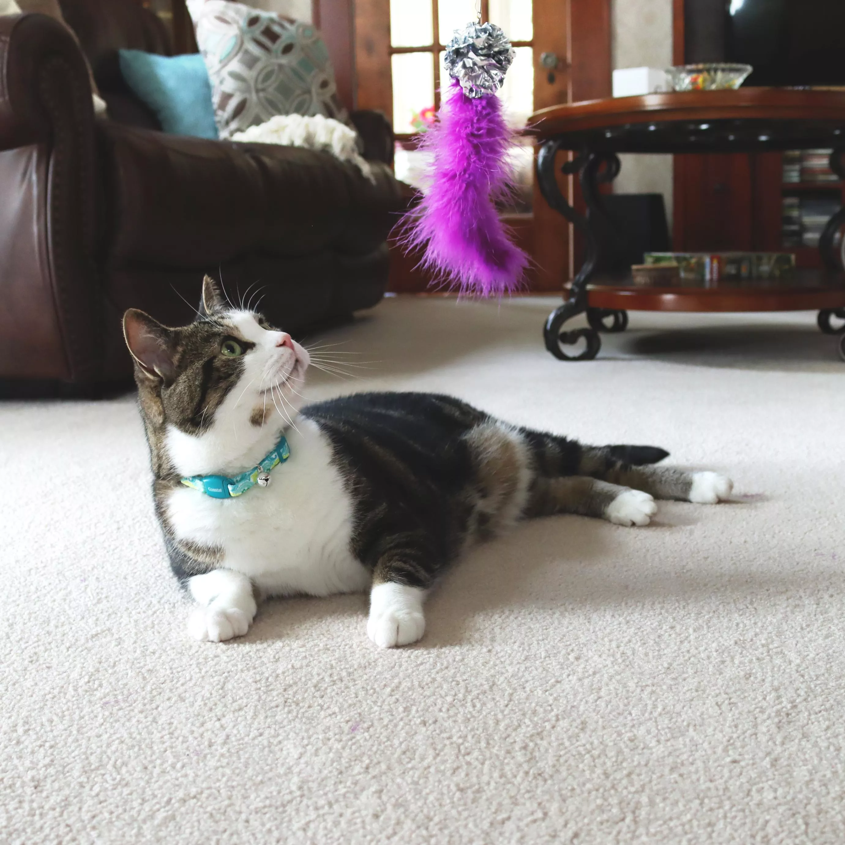 A lifestyle image of a cat wearing a teal patterned adjustable breakaway collar. The collar has a repeating peacock‑inspired design in teal, blue, and green with a teal magnetic buckle and a silver bell hanging from a metal ring. A pink feather teaser toy extends from a wand held behind the cat. The cat is lying on a carpeted floor with furniture and household items in the background.