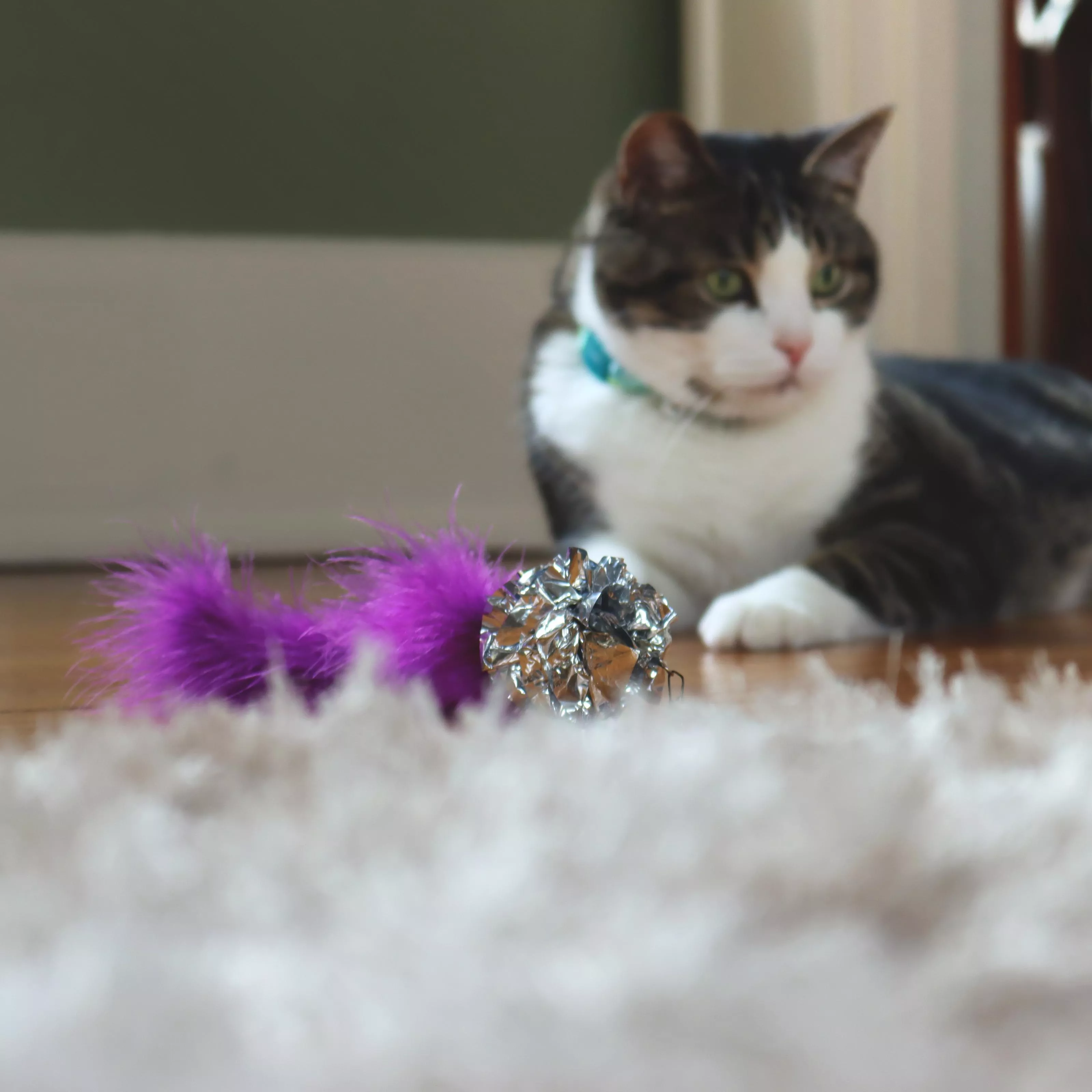 A cat sits on a light‑colored carpeted floor indoors with a purple crinkle‑tail teaser toy in front. The teaser attachment includes a fuzzy purple tail segment and a shiny silver crinkle ball near the cord attachment. The background includes neutral indoor furnishings, softly out of focus.