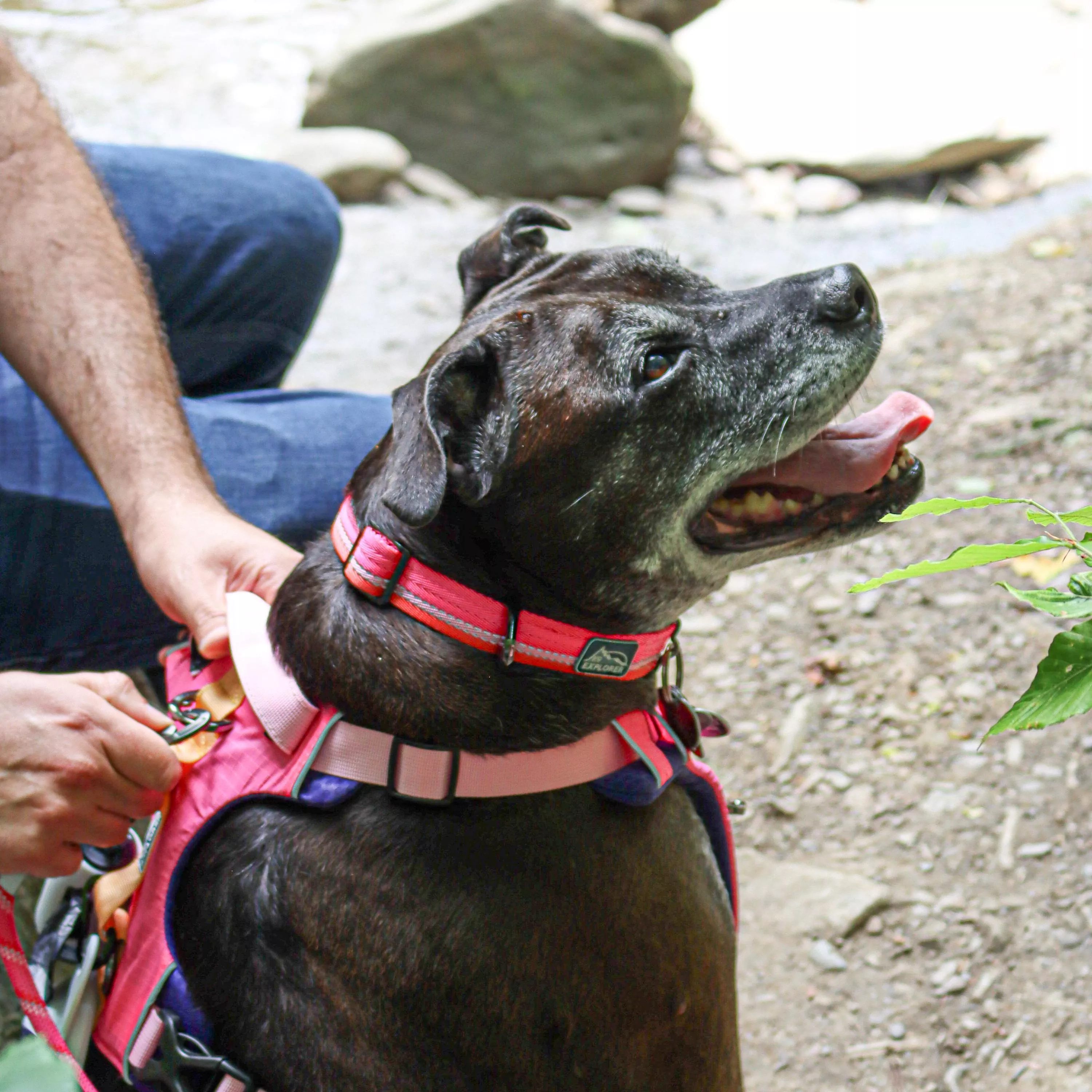 A dark brindle dog is outdoors wearing a pink full‑coverage dog harness, a matching pink adjustable collar, and a pink braided rope leash. The harness features wide padded pink panels with black trim and black plastic X‑buckles on the side straps. A metal D‑ring is positioned on the upper back portion of the harness where the rope leash attaches with a silver swivel snap. The collar is pink woven webbing with a black plastic buckle. The background includes rocks, green foliage, and bright natural daylight.
