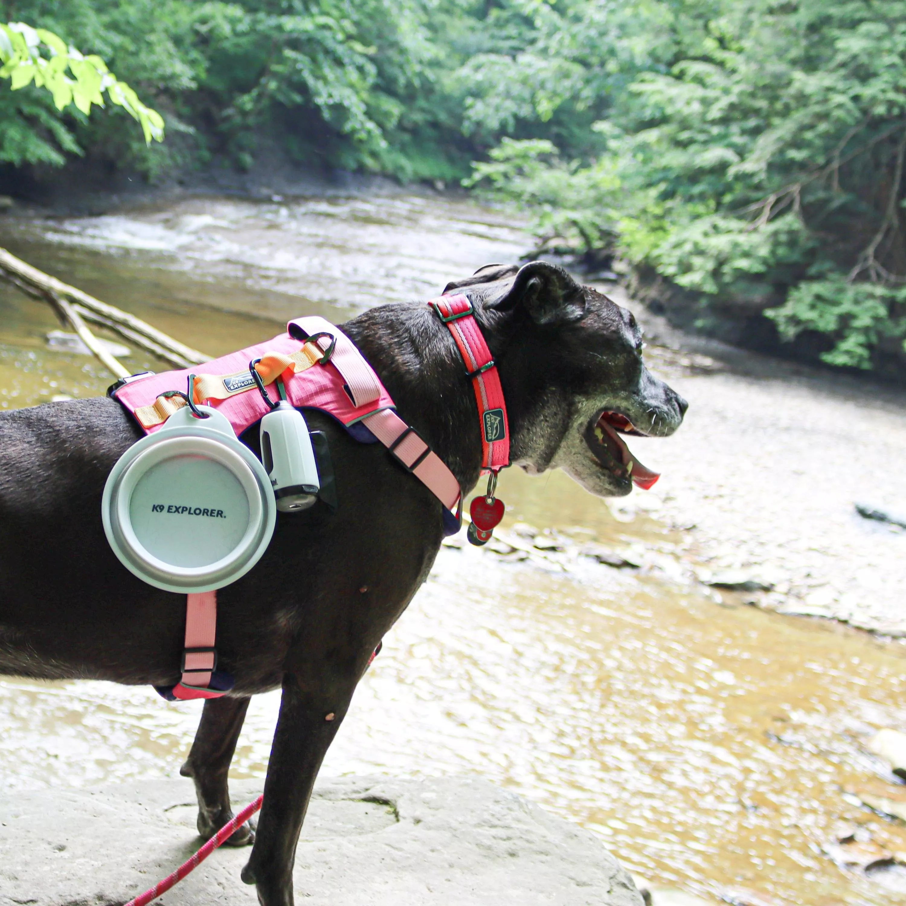 A black dog wearing a pink harness, pink collar, and pink rope leash is standing outdoors near a shallow rocky stream. A light gray collapsible travel bowl hangs from the side of the harness by a small loop. The harness has pink padded straps and black trim. The dog is standing on light-colored rocks, and the background includes flowing water, rocks, and green foliage.