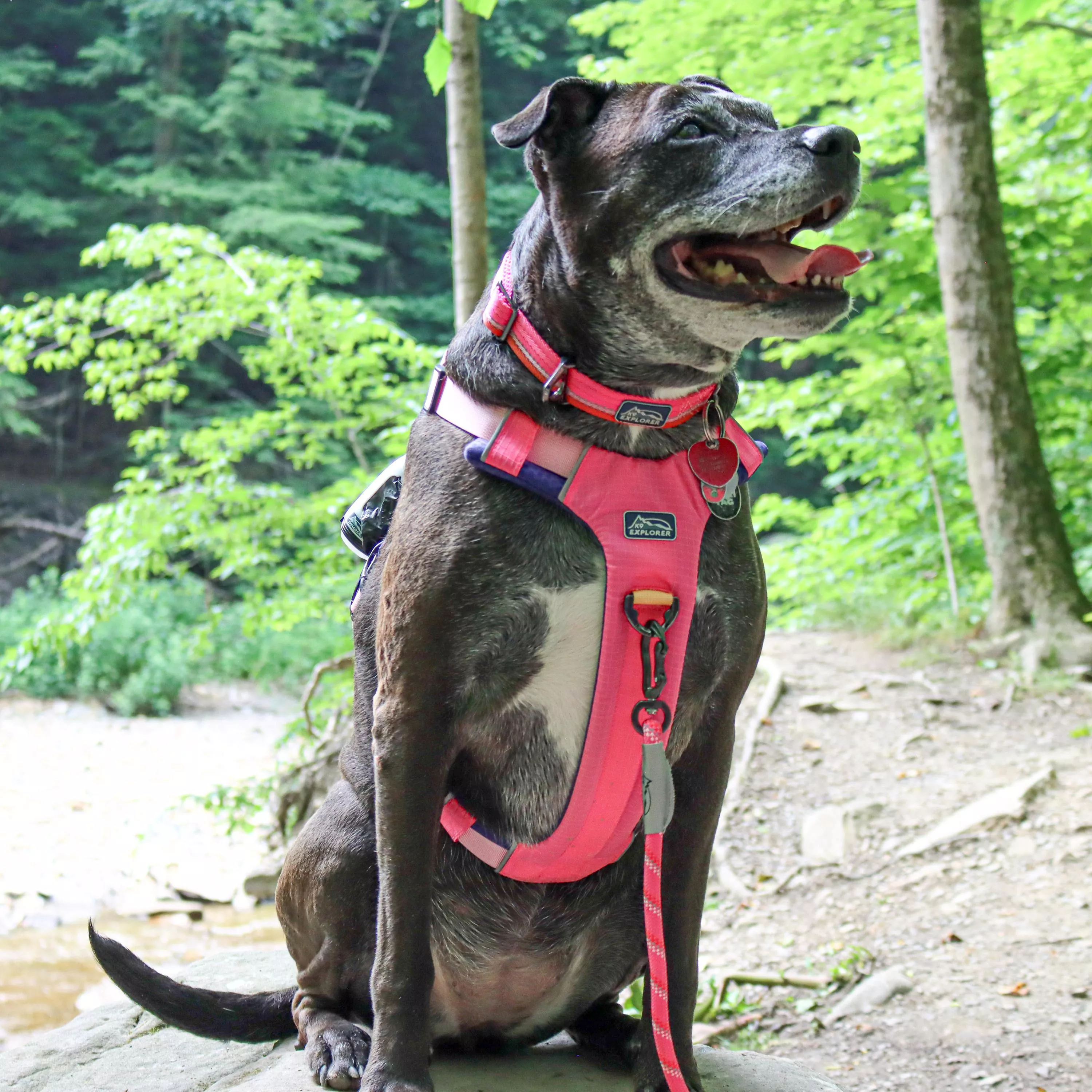 A dark brindle dog is outdoors standing on a dirt path wearing a pink full‑coverage dog harness, a matching pink adjustable collar, and a pink braided rope leash. The harness features wide padded panels in bright pink with black trim and black plastic adjustment hardware. A metal D‑ring is positioned on the top of the harness where the rope leash is attached with a silver swivel snap. The collar is made of pink woven webbing with a black plastic buckle. The background includes rocks, green foliage, and shaded natural light.