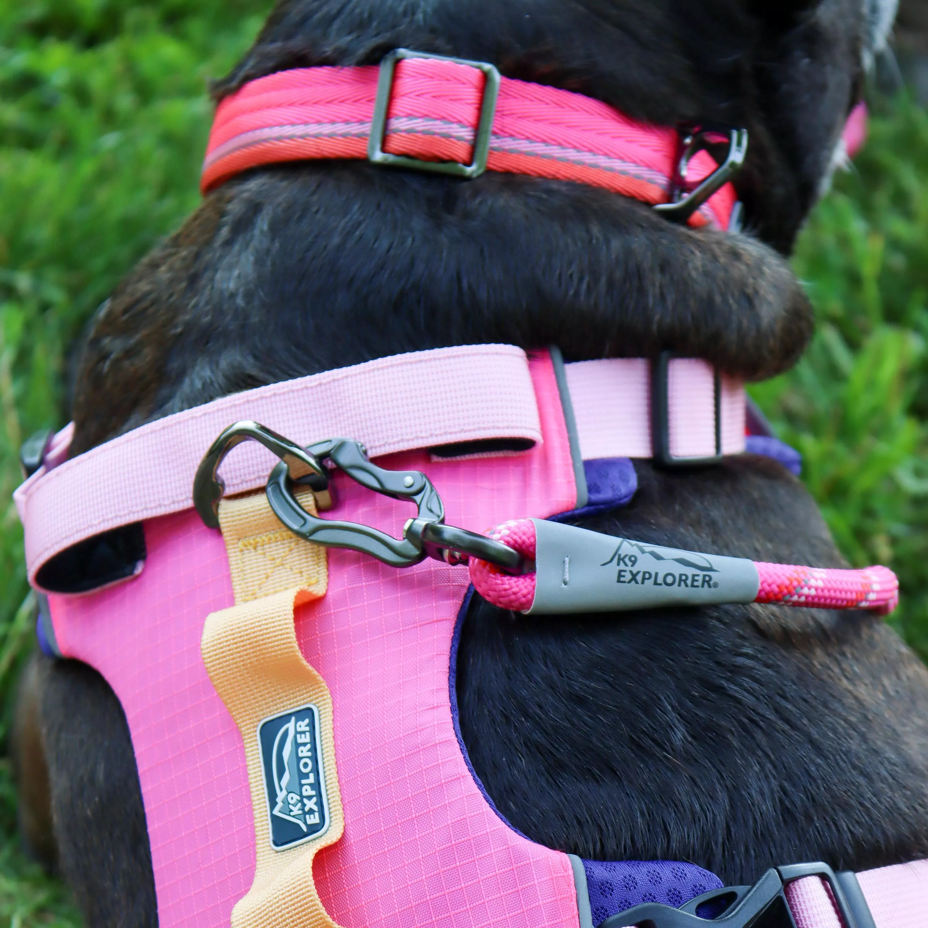 A close‑up view shows the upper portion of a dark brindle dog wearing a pink full‑coverage harness, a pink adjustable collar, and a pink braided rope leash. The harness includes padded pink panels with black trim and a metal D‑ring at the top where the rope leash is clipped with a silver swivel snap. The woven pink collar with black plastic hardware is visible above the harness neckline. The background includes tall green grass and natural daylight.