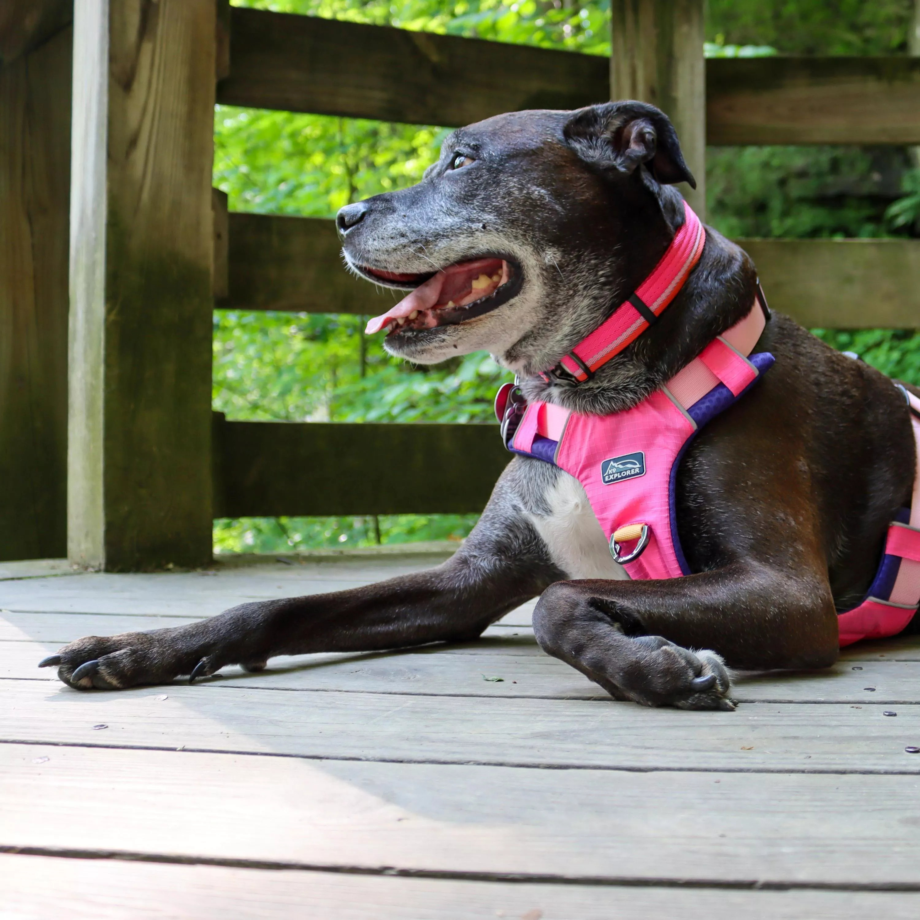 A dark brindle dog is resting on a wooden deck while wearing a pink full‑coverage harness, a pink adjustable collar, and a pink braided rope leash. The harness has padded pink panels, black trim, and black plastic adjustment buckles. A metal D‑ring on the top of the harness connects to the rope leash using a silver metal swivel snap. The collar features woven pink webbing and black plastic hardware. The background includes wooden beams and greenery.