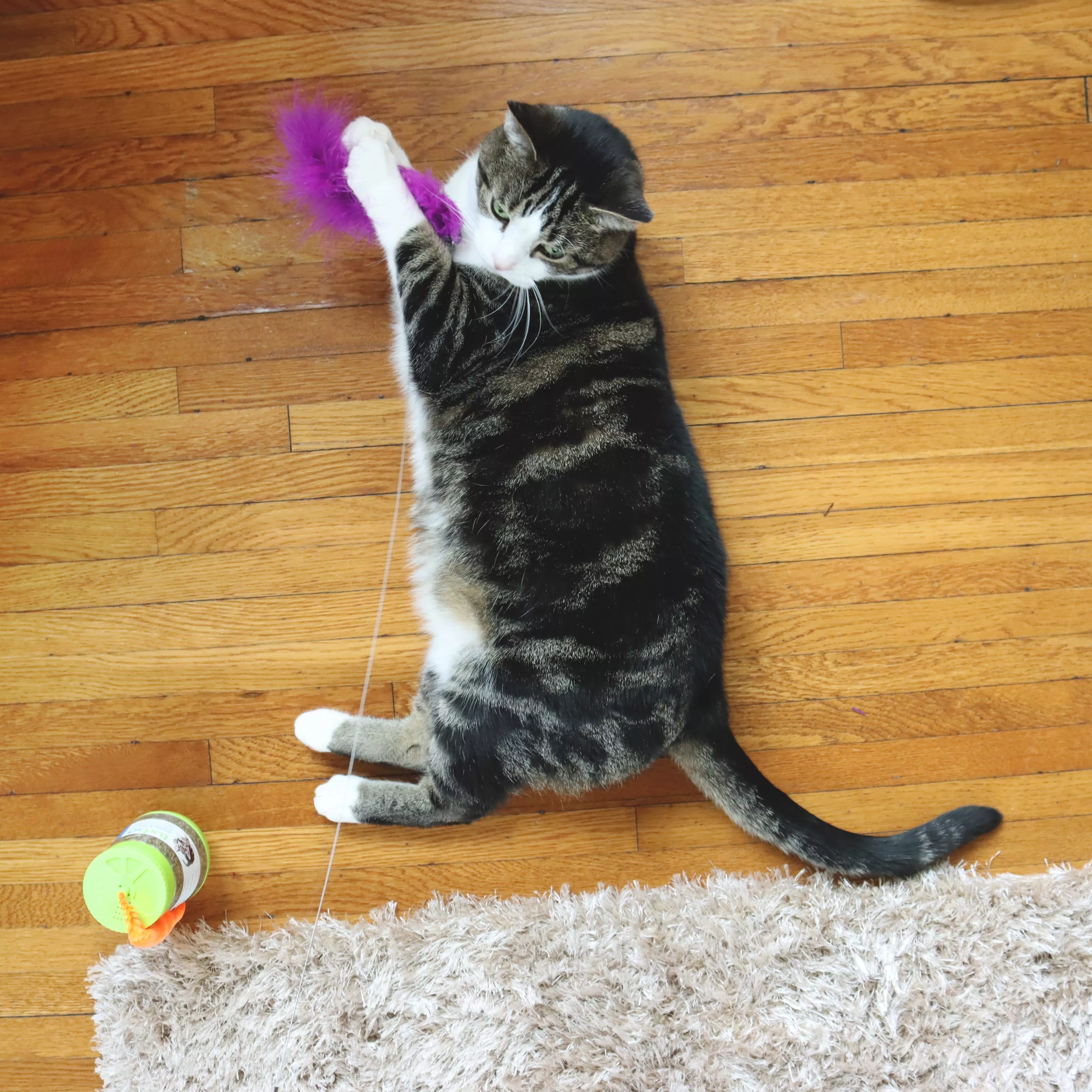 A cat sitting on a hardwood floor indoors interacting with two toys. One toy is a telescoping teaser with a crinkled tail attachment in purple and silver tones. Nearby, a wobble bottle toy with a rounded base and vertical body is positioned on the floor. A light‑colored rug is partially visible at the edge of the frame.